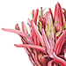 Beverly Allen Ephiphyllum Doryanthes excelsa Gymea lily II
